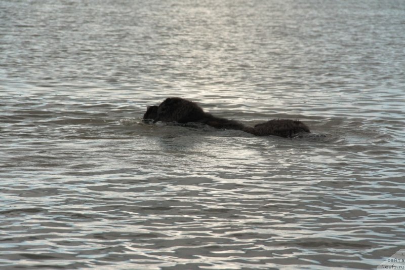 Фото: ньюфаундленд Pchiolkin Dom Vostorg Dushi (Пчёлкин Дом Восторг Души)
