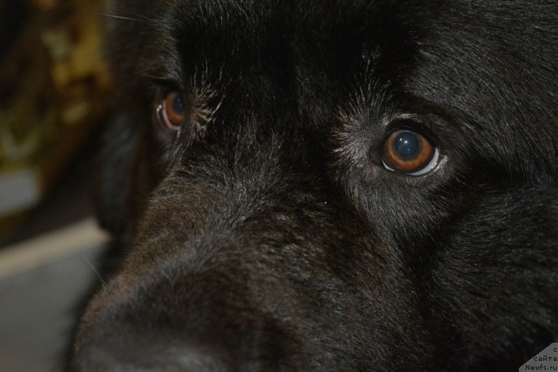 Фото: ньюфаундленд Van Len Taym Older (Ван Лен Тайм Олдер)