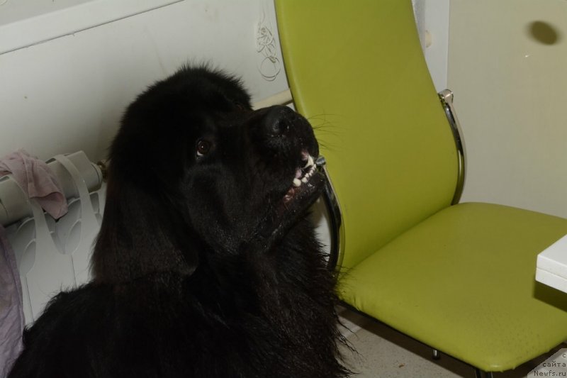 Фото: ньюфаундленд Van Len Taym Older (Ван Лен Тайм Олдер)