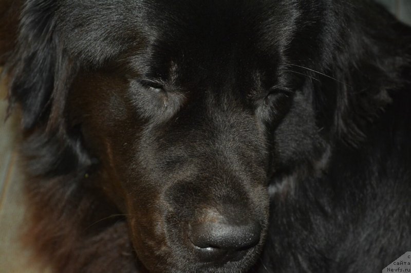 Фото: ньюфаундленд Van Len Taym Older (Ван Лен Тайм Олдер)