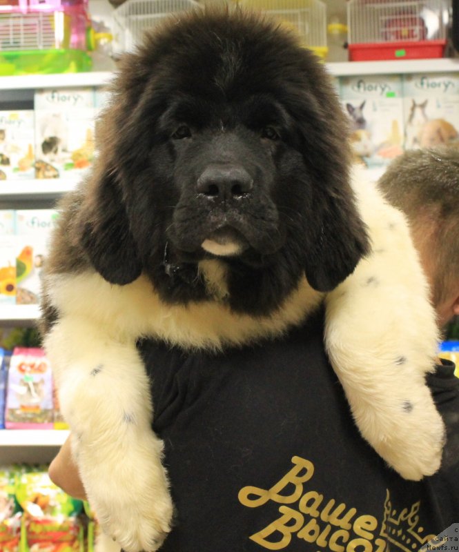 Фото: ньюфаундленд Bi Perfekt Volshebnaya Skazka (Би Перфект Волшебная Сказка)