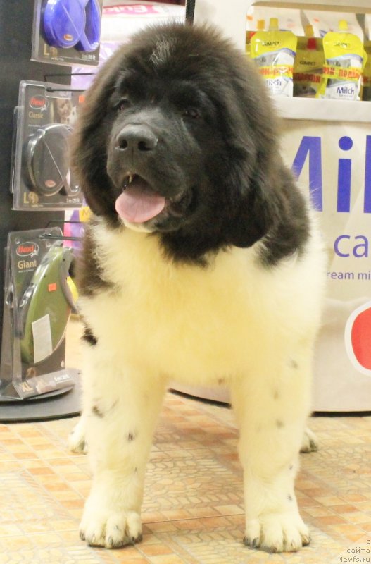 Фото: ньюфаундленд Bi Perfekt Volshebnaya Skazka (Би Перфект Волшебная Сказка)