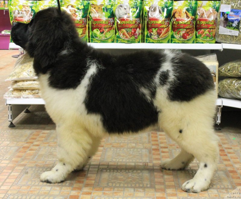 Фото: ньюфаундленд Bi Perfekt Volshebnaya Skazka (Би Перфект Волшебная Сказка)