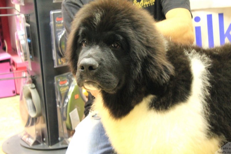 Фото: ньюфаундленд Bi Perfekt Volshebnaya Skazka (Би Перфект Волшебная Сказка)