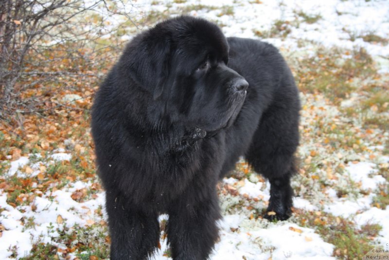 Фото: ньюфаундленд Beguschaya po Volnam Zero Kool (Бегущая по Волнам Зеро Коол)