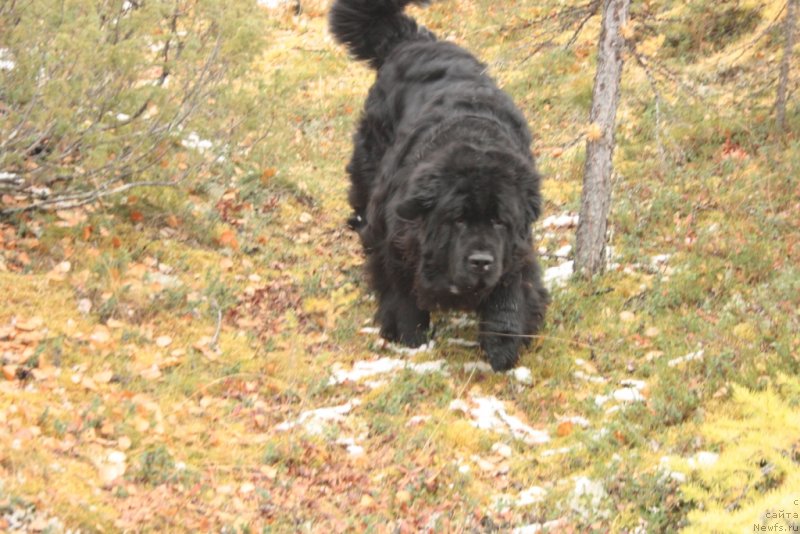 Фото: ньюфаундленд Fortuna of Giant's Island