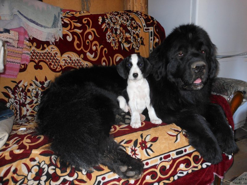 Фото: ньюфаундленд N'yufort Cena Uspeha (Ньюфорт Цена Успеха)