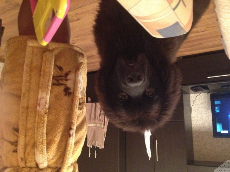 Фото: ньюфаундленд Laymar Seynari (Лаймар Сейнари)