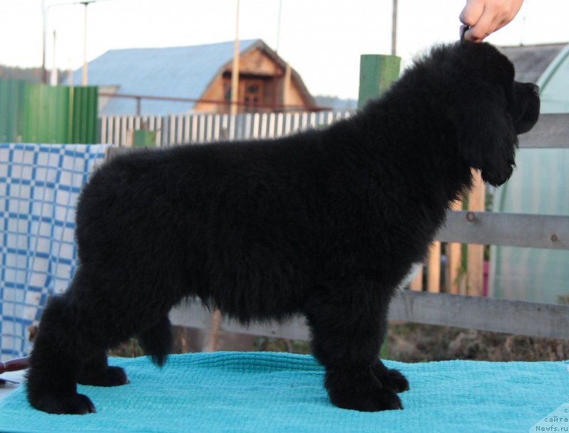 Фото: ньюфаундленд Akvian Song Lars Berger (Аквиан Сонг Ларс Бергер)