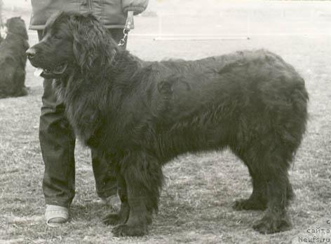 Фото: ньюфаундленд Jenetta Jakol'd (Женетта Жакольд)