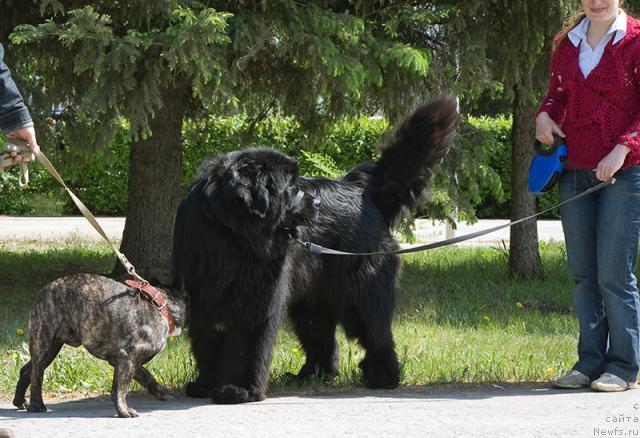 Фото: ньюфаундленд Ygan s Toyanova Gorodka (Юган с Тоянова Городка)