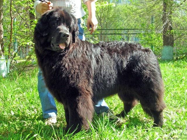 Фото: ньюфаундленд Dubravushka iz Carstva Medvedey (Дубравушка из Царства Медведей)