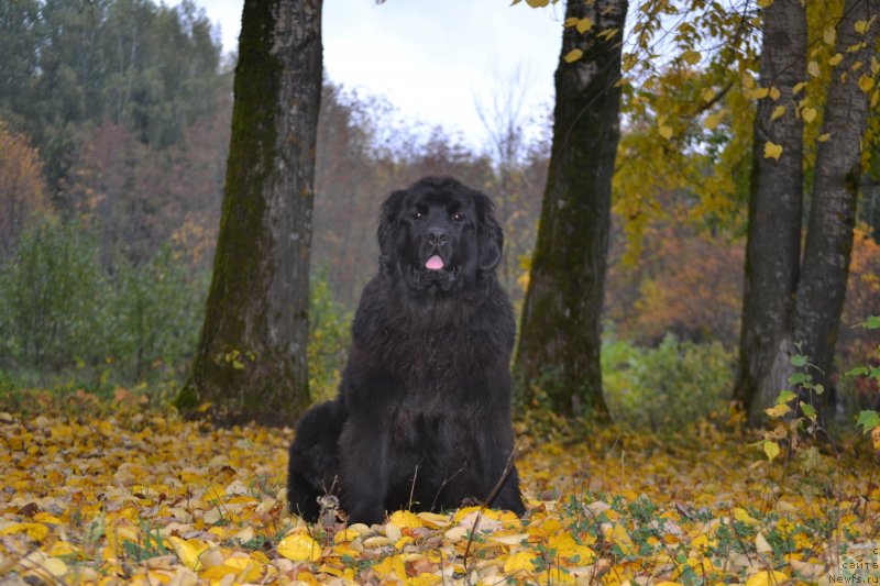Фото: ньюфаундленд Aquatoriya Kelvin Sharliz (Акватория Келвин Шарлиз)