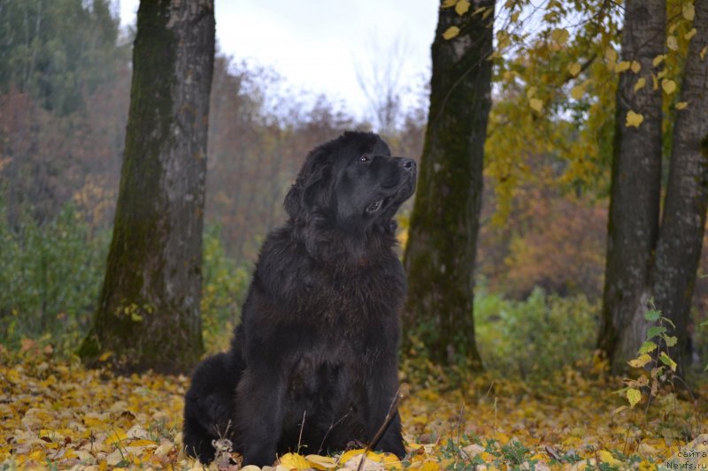 Фото: ньюфаундленд Aquatoriya Kelvin Sharliz (Акватория Келвин Шарлиз)