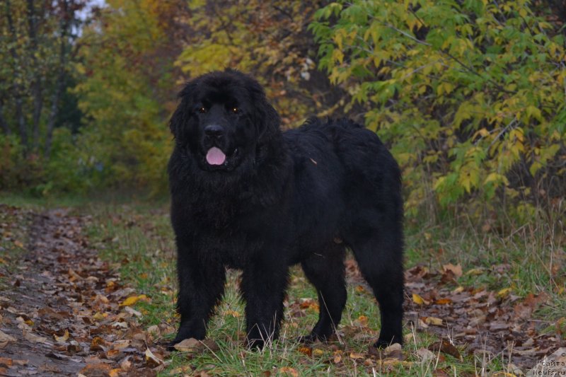 Фото: ньюфаундленд Aquatoriya Kelvin Sharliz (Акватория Келвин Шарлиз)