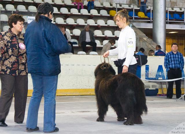 Фото: ньюфаундленд Tereza (Тереза)