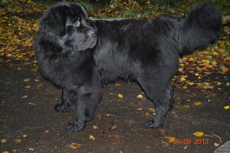 Фото: ньюфаундленд YUtub For YU (Ютуб Фор Ю)