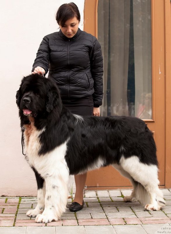 Фото: ньюфаундленд Plushevaya Panda Uiljam Venzenosnyj (Плюшевая Панда Уильям Венценосный)