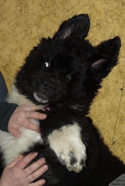 Фото: ньюфаундленд Piternyuf Zhit' Horosho (Питерньюф Жить Хорошо), Svetlana SHuvalova (Светлана Шувалова), Светлана