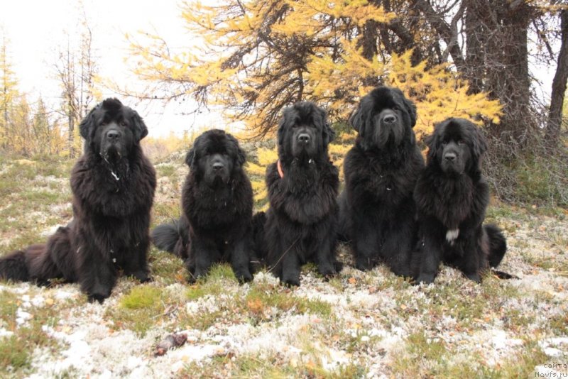 Фото: ньюфаундленд Gloriya Grand Blek (Глория Гранд Блек), ньюфаундленд YAntarnaya Mechta (Янтарная Мечта), ньюфаундленд Fortuna of Giant's Island, ньюфаундленд Beguschaya po Volnam Zero Kool (Бегущая по Волнам Зеро Коол), ньюфаундленд Neretum Tribe Xagrid