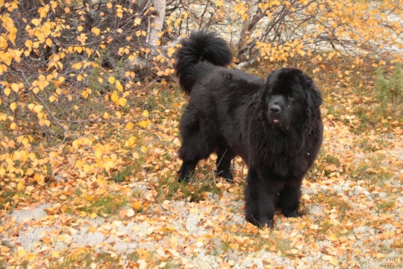 Фото: ньюфаундленд YAntarnaya Mechta (Янтарная Мечта)