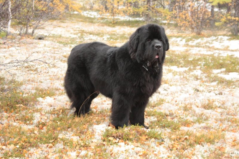 Фото: ньюфаундленд Beguschaya po Volnam Zero Kool (Бегущая по Волнам Зеро Коол)