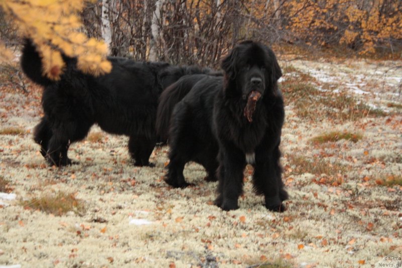 Фото: ньюфаундленд Neretum Tribe Xagrid