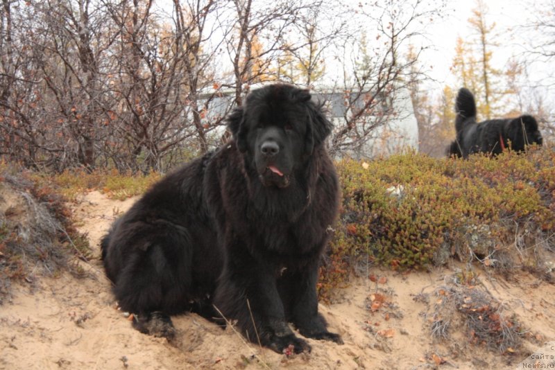 Фото: ньюфаундленд YAntarnaya Mechta (Янтарная Мечта)