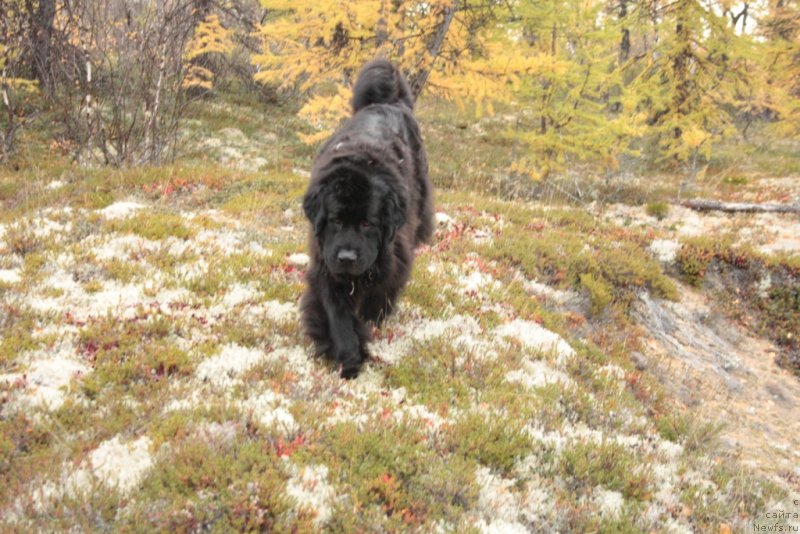 Фото: ньюфаундленд Gloriya Grand Blek (Глория Гранд Блек)
