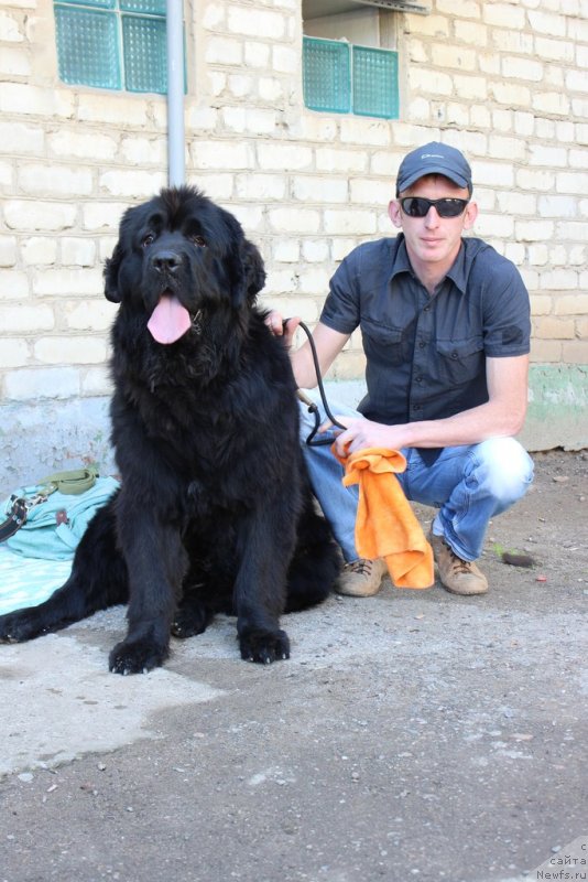 Фото: ньюфаундленд Severtan CHelentano (Севертан Челентано), ньюфаундленд Severtan CHelentano (Севертан Челентано), Алексей Тихонов