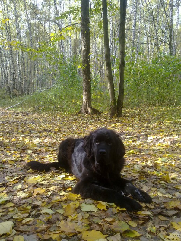 Фото: ньюфаундленд Chernyj Chank s Berega Dona (Черный Чанк с Берега Дона)
