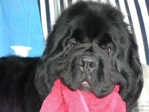 Фото: ньюфаундленд Midnight Lady's My Heart Goes Boom