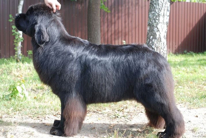 Фото: ньюфаундленд Aquatoriya Kelvin Only Love (Акватория Келвин Онли Лав)