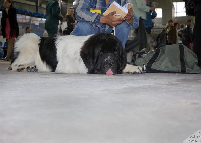 Фото: ньюфаундленд Super Bizon Baton (Супер Бизон Батон)