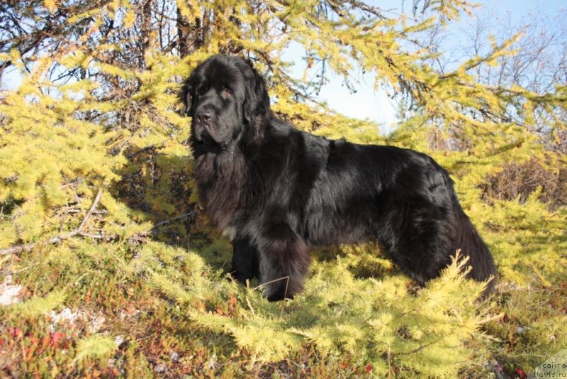 Фото: ньюфаундленд Neretum Tribe Xagrid