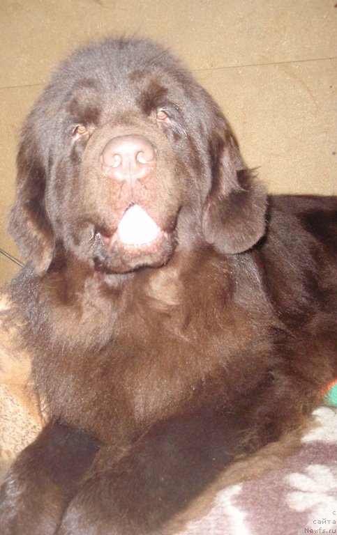 Фото: ньюфаундленд N'yufort Peris Hilton (Ньюфорт Перис Хилтон)