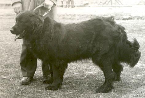 Фото: ньюфаундленд Jenni Jakol'd (Женни Жакольд)