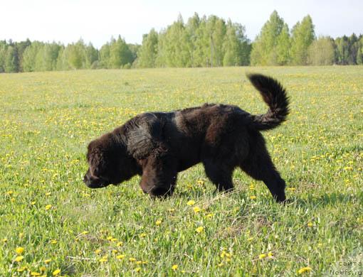 Фото: ньюфаундленд Sent Djons Orfey (Сент Джонс Орфей)