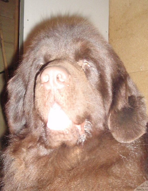 Фото: ньюфаундленд N'yufort Peris Hilton (Ньюфорт Перис Хилтон)