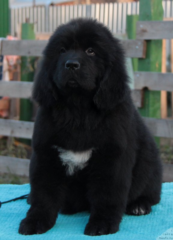 Фото: ньюфаундленд Akvian Song Lars Berger (Аквиан Сонг Ларс Бергер)