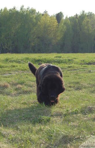 Фото: ньюфаундленд Sent Djons Orfey (Сент Джонс Орфей)