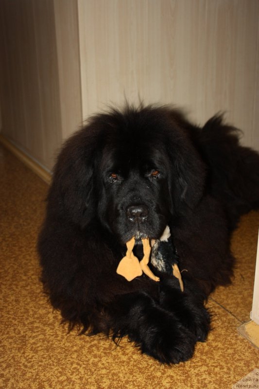 Фотография № 135510