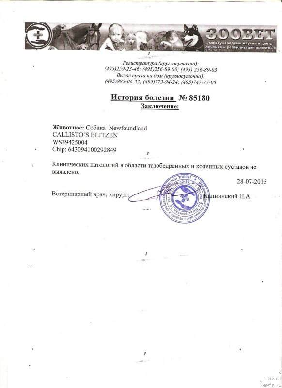 Фото: ньюфаундленд Callistos Blitzen