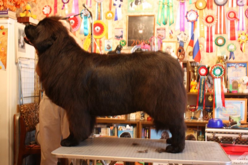 Фото: ньюфаундленд CHansi iz Zolotogo Treugol'nika (Чанси из Золотого Треугольника)