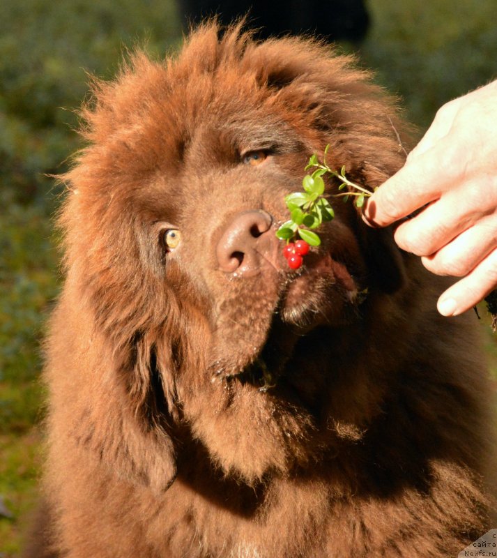 Фото: ньюфаундленд I Follow The Sun de L'Etoile de Cyrice