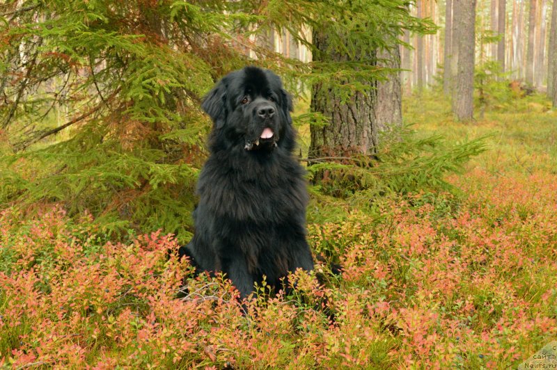 Фото: ньюфаундленд Aquatoriya Kelvin Kadril (Акватория Келвин Кадриль)