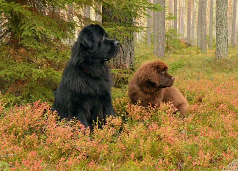 Фотография № 135519