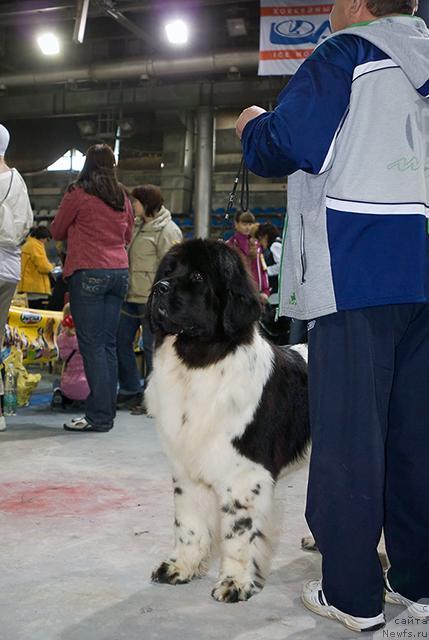 Фото: ньюфаундленд Vesnushka na Shastie (Веснушка на Счастье)