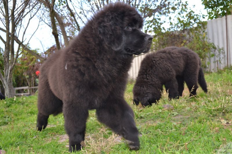 Фото: ньюфаундленд Talisman Morya Magiya Voln (Талисман Моря Магия Волн)
