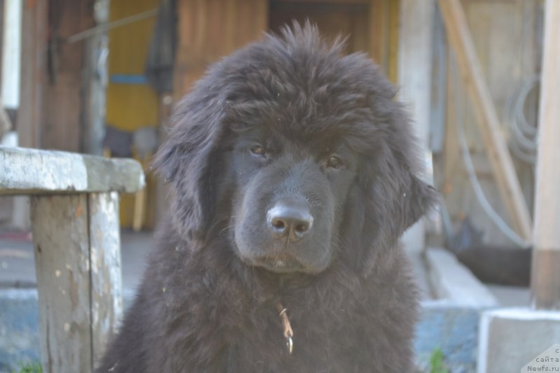 Фото: ньюфаундленд Talisman Morya Magiya Voln (Талисман Моря Магия Волн)